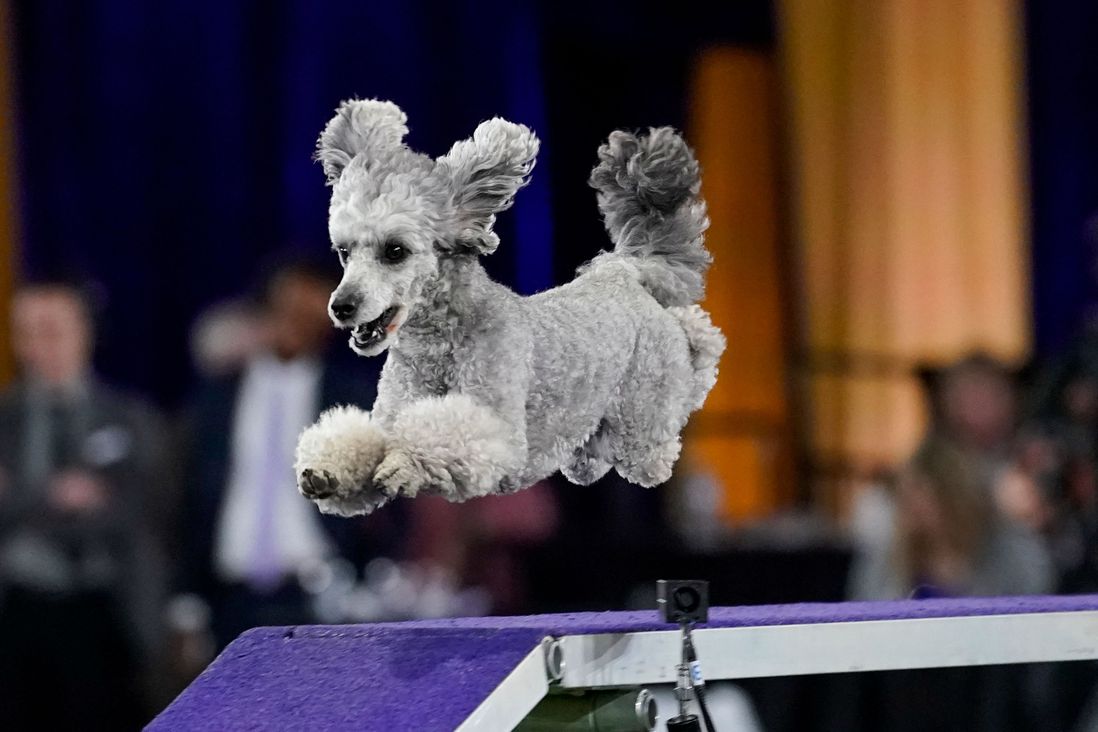 The poodle is jumping in the air, with her paws up and ears flopping in the air